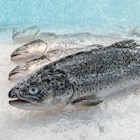 Aktuelles Meerwasserlachsforelle Angebot bei Zimmermann in Bremerhaven ab 10,99 €