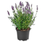 Lavendel im Angebot bei Penny in Neustadt Lavendel Angebote bei Penny Neustadt für 1,69 €