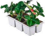 Erdbeeren Angebote bei REWE Hennef für 5,99 €