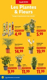 Orchidée Angebote im Prospekt "Moins Cher !" von Lidl auf Seite 28