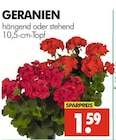 Aktuelles Geranien Angebot bei Wreesmann in Dresden ab 1,59 €