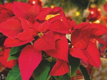 Weihnachtssterne bei toom Baumarkt in Unna Weihnachtssterne im Angebot bei toom Baumarkt Unna für 2,59 €