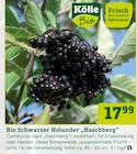 Pflanzen Kölle München - Bio Schwarzer Holunder „Haschberg“ Angebot im Prospekt Bio Schwarzer Holunder „Haschberg“ bei Pflanzen Kölle im München Prospekt für 17,99 €