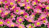 BayWa Bau- und Gartenmärkte - Chrysantheme „Swifty“ Angebot im Prospekt Chrysantheme „Swifty“ bei BayWa Bau- und Gartenmärkte im Prospekt "" für 1,99 €