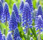 Traubenhyazinthe im Pflanzen Kölle Prospekt Traubenhyazinthe von Kölle im aktuellen Pflanzen Kölle Prospekt für 3,79 €