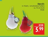 Amaryllis Angebote bei Marktkauf Görlitz für 5,99 €