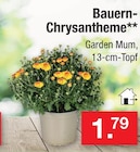 Bauern-Chrysantheme im Angebot bei Zimmermann in Göttingen Bauern-Chrysantheme Angebote bei Zimmermann Göttingen für 1,79 €