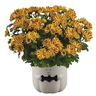 Jardiland Avignon - Promo Chrysanthème orange Promo Chrysanthème orange à 4,99 € dans le catalogue Jardiland à Avignon