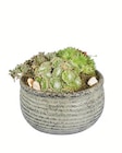 Sempervivum-/Sedum-Arrangements Angebote bei Lidl Münster für 9,99 €