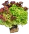 Ballensalat Mix von EDEKA für 0,88 € bei EDEKA im Angebot Ballensalat Mix von EDEKA im aktuellen EDEKA Prospekt