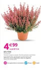 Bruyère - Delbard Bruyère à 4,99 € dans le catalogue Delbard