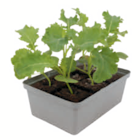 toom Baumarkt Hopsten - Gemüsejungpflanzen Angebot im Prospekt Gemüsejungpflanzen bei toom Baumarkt im Hopsten Prospekt für 1,99 €