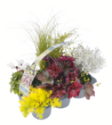 Aktuelles Herbst-Mix Angebot bei toom Baumarkt in Herne ab 6,99 €