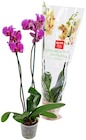 Phalaenopsis bei REWE im Wörth Prospekt für 7,99 €