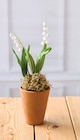 Muguet 2 griffes - U en promo chez Super U Sarcelles à 3,91 €
