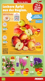 Penny Blumen im Prospekt 