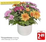 Chrysanthemen im Angebot bei EDEKA in Pirmasens Chrysanthemen Angebote bei EDEKA Pirmasens für 2,49 €
