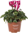 Cyclamen à 1,59 € dans le catalogue Lidl