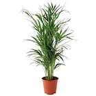 Promo Areca à 16,99 € dans le catalogue Gamm vert à Bordes