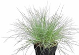 Blauschwingel 'Compact Blue' Angebote bei Dehner Garten-Center Gera für 3,79 €