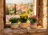 Mini kalanchoe à Carrefour dans Labastide-Rouairoux Mini kalanchoe à Carrefour dans Labastide-Rouairoux