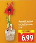 Amaryllis im Korb für 6,99 € bei E center im Angebot Amaryllis im Korb im aktuellen E center Prospekt