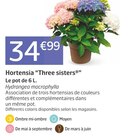 Hortensia “Three sisters®” en promo chez Jardiland Calais à 34,99 €