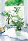Grands palmiers - Qualité Horticole en promo chez Norma Nancy à 6,99 €