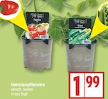EDEKA Zühlsdorf - Paprika oder Erbse Angebot im Prospekt Paprika oder Erbse bei EDEKA im Zühlsdorf Prospekt für 1,99 €