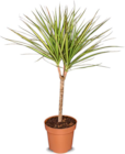Aktuelles Drachenbaum Angebot bei Netto Marken-Discount in Jena ab 7,99 €