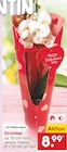 Aktuelles Orchidee Angebot bei Netto Marken-Discount in Aachen ab 8,99 €