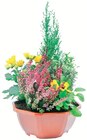 Composition 5 Plantes Coupe Couleur 23 cm - Intermarché Super à Bordeaux Composition 5 Plantes Coupe Couleur 23 cm en promo chez Intermarché Super Bordeaux à 12,99 €