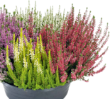 Besenheide (Calluna vulgaris) Beauty Ladies Quattro im Hagebaumarkt Prospekt Besenheide (Calluna vulgaris) Beauty Ladies Quattro von im aktuellen Hagebaumarkt Prospekt fĂŒr 4,99 âŹ