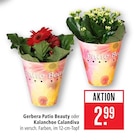 Gerbera Patio Beauty im Angebot bei Marktkauf in Böblingen Gerbera Patio Beauty Angebote bei Marktkauf Böblingen für 2,99 €