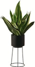 Aktuelle Blumentopf Angebote bei Lidl in Mönchengladbach Aktuelles Pflanzgefäß mit Gestell Angebot bei Lidl in Mönchengladbach ab 4,99 €
