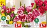 Tulpen Harlekin von  im aktuellen Netto Marken-Discount Prospekt für 3,69 €