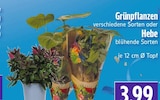 Grünpflanzen bei EDEKA im Beselich Prospekt für 3,99 €