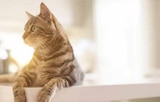 Katzen Nassnahrung Angebote von Sheba bei Marktkauf Cuxhaven für 0,49 €