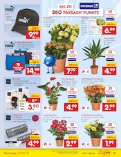 Chrysantheme im Netto Marken-Discount Prospekt in Ludwigshafen Aktueller Netto Marken-Discount Prospekt mit Chrysantheme, "Aktuelle Angebote", Seite 39
