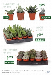 Offre Plante D'intérieur dans le catalogue B&M du moment à la page 7