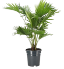 Aktuelle Pflanzen Angebote bei Blumen Ostmann in Bremen Aktuelles Schirmpalme Angebot bei Blumen Ostmann in Bremen ab 7,99 €