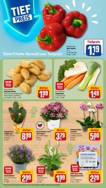 Orchidee im REWE Prospekt in Mülheim Aktueller REWE Prospekt mit Orchidee, "Dein Markt", Seite 7