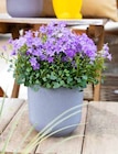 Glockenblume Campanula »Deep Purple« von  im aktuellen Pflanzen Kölle Prospekt für 2,99 €