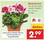 Becherprimel im Angebot bei Netto Marken-Discount in Singen Becherprimel Angebote bei Netto Marken-Discount Singen für 2,99 €
