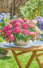 toom Baumarkt Wangen - Ballhortensie „Tabletensia“ Angebot im Prospekt Ballhortensie „Tabletensia“ bei toom Baumarkt im Wangen Prospekt für 25,99 €
