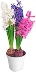 Hyazinthen-Trio im Angebot bei Penny in Dülmen Hyazinthen-Trio Angebote bei Penny Dülmen für 2,29 €