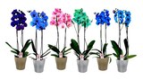 Promo Orchidée teintée 2 tiges à 14,99 € dans le catalogue Carrefour à Châtenay-Malabry