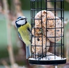 Botanic Fèves - Promo Carton de 100 boules de graisse Promo Carton de 100 boules de graisse à 19,99 € dans le catalogue Botanic à Fèves