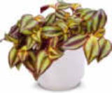 Aktuelle Blumen Angebote bei Netto Marken-Discount in Pforzheim Aktuelles Dreimasterblumen Angebot bei Netto Marken-Discount in Pforzheim ab 5,99 €