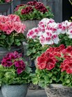 Edelgeranie/Duftgeranie im aktuellen toom Baumarkt Prospekt